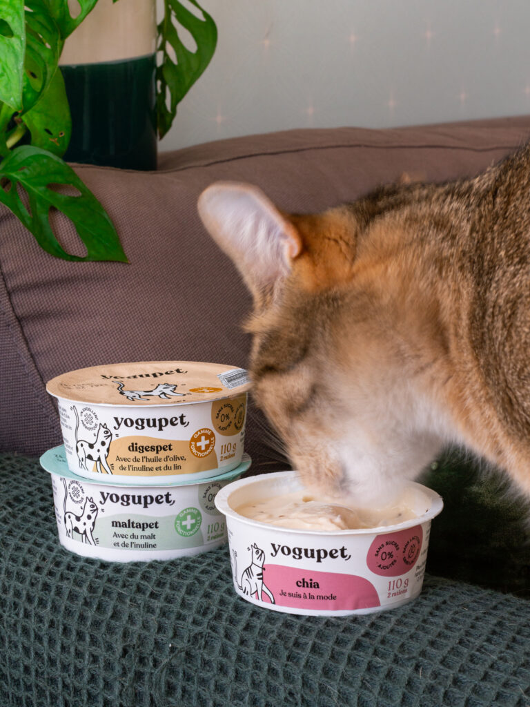 Chat en train de manger des yaourts de l'animalerie A 4 Pattes, basée à Paris et client de l'agence Indie