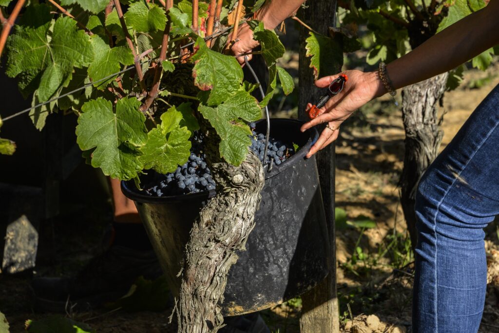 Récolte des vendanges pour les Vins de Saint-Mont